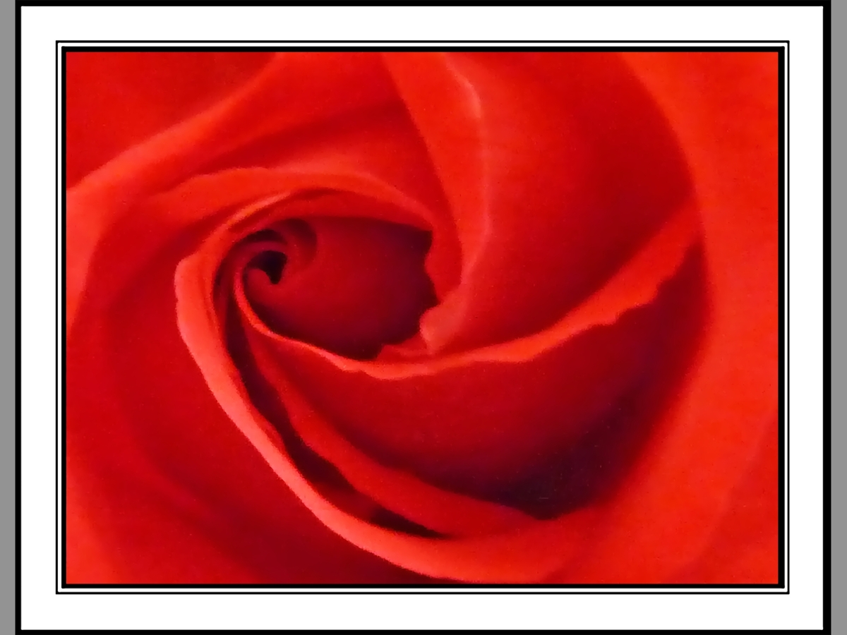 Artistic Red Rose
